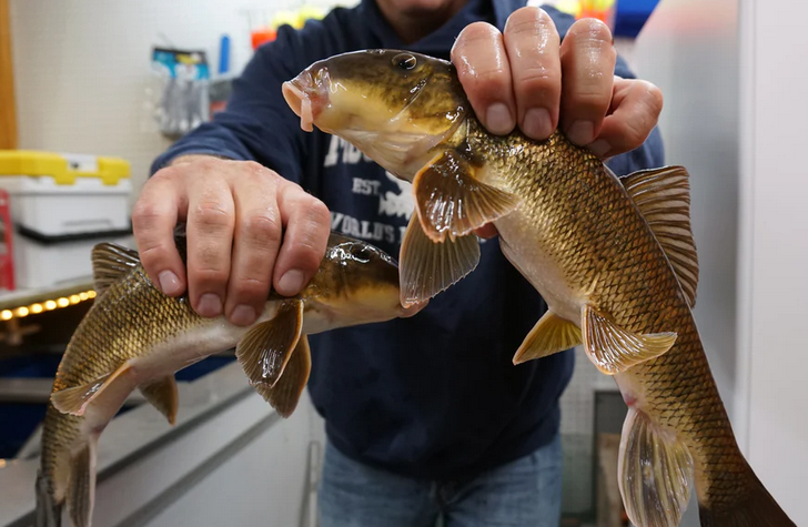 YUPPER SUCKER HARNESS